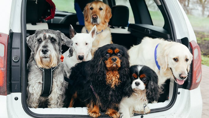 Six Different Dog Breeds in the Back of a Sport Utility Vehicle.