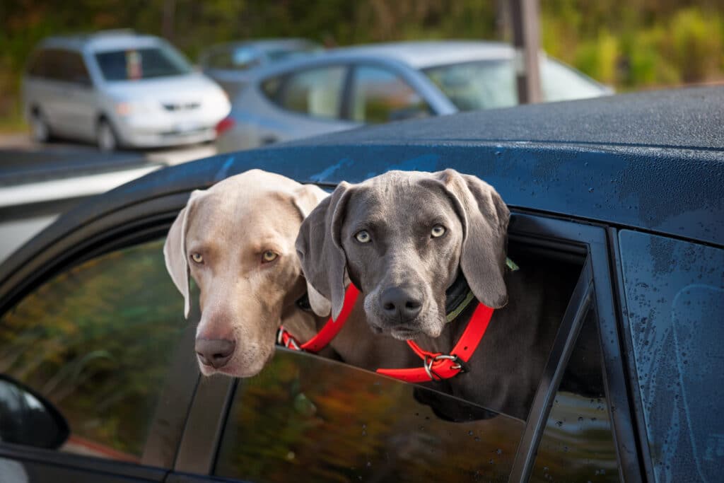 Two Weimaraner sticking their heads out of the vehicle window.